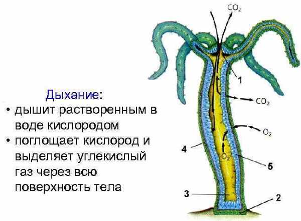 Ссылка кракен зеркало тор