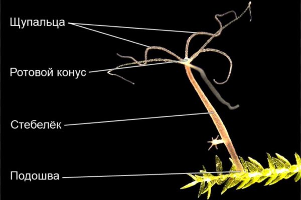 Кракен ссылка купить соли