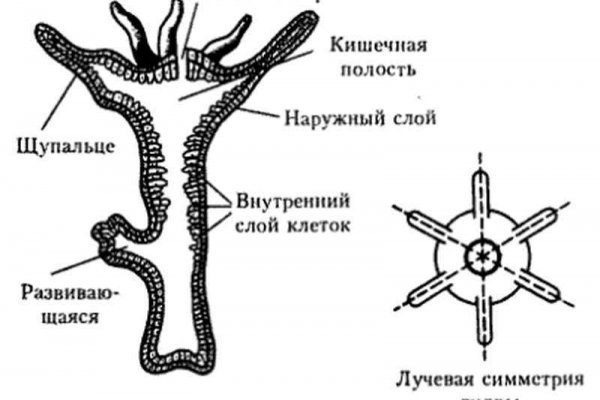 Что вместо гидры