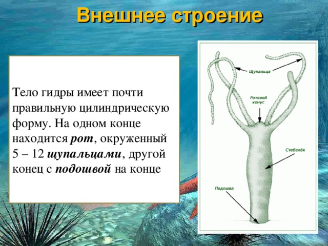 Рабочее зеркало на кракен